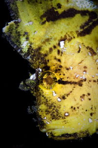 Yellow Scorpion Leaf Fish - Tulamben Bali.  Canon 20D 100... by Mick Tait 